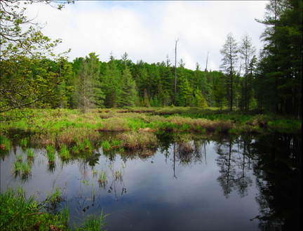 Barnum Brook from the Jenkins Mountain Trail  at the Paul Smiths VIC